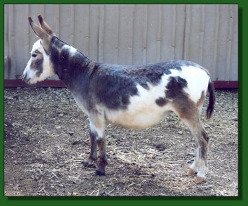 GP Sage ~ Lot #56