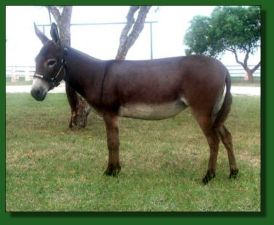 LN Roxine - Lot #36