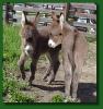 Cimmaron's dark sorrel jennet foal, Windcrest Red Hot Salsa! (Click to enlarge photo)